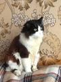 Потерялся черно белый пушистый кот (на спине есть темно рыжая шерсть) потерялся на улице Братиславская