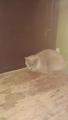 07.02.2014 найден кот - похож на британца бежевого цвета