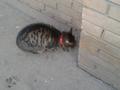 Прибился котик в районе ул.Вавилова