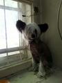 Найдена собачка, Китайская Хохлатая голая