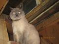 пропал большой красивый кот Марсель в Надеждино