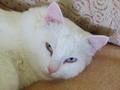 Пропал белый кот с разным цветом глаз (желтый и голубой).