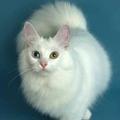 Кошка (кот) белая с разными глазами