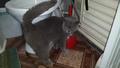 Найден кот, британец, темно-серый, домашний. 8-929-255-4884