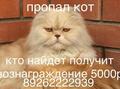 Пропал персидский кот в деревне Долматово