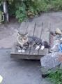 пропал кот на даче Полигон Красноярск