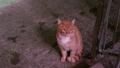 Найден рыжий кот на улице Восстания 91