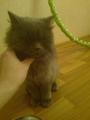 Найдена кошка персидская темно-серая