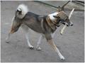 Пропала собака Порода - Западно-сибирская лайка