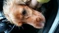 Найдена собака спаниель русский-рыжая девочка