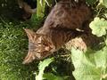 Котик на усыновление