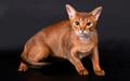 Пропал любимый кот абиссинской породы cветло-коричневого окраса в районе Леоновского шоссе (дома 1, 5,11)