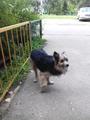 Найдена собака в Автозаводском районе.