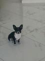 Пропала собака чихуахуа, окрас черно-белый,кличка Дейзи. т.89604675031